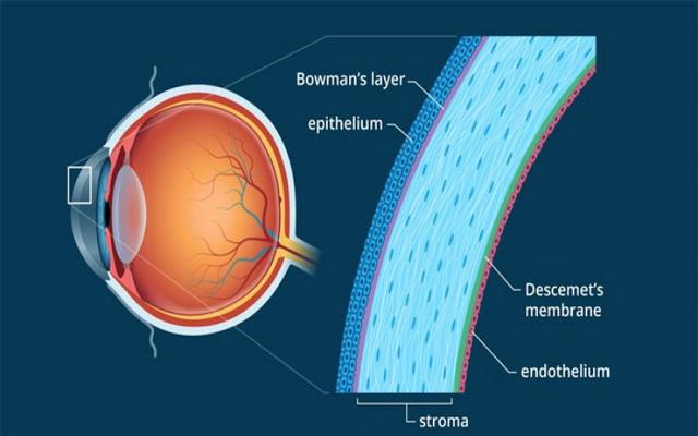 কর্নিয়া কী? যেভাবে চক্ষু সংযোজন করা হয়