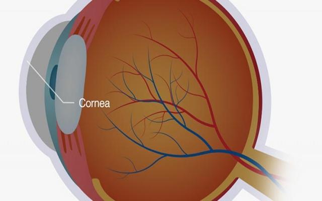 করোনা সংক্রমণ প্রতিহত করতে পারে কর্নিয়া: গবেষণা