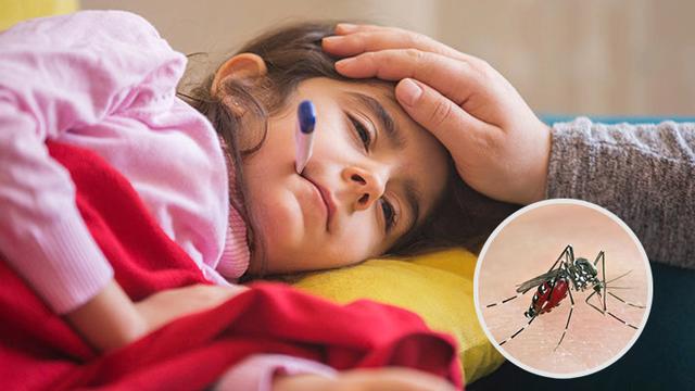 ডেঙ্গু আক্রান্ত হয়ে হাসপাতালে ভর্তি কমেছে