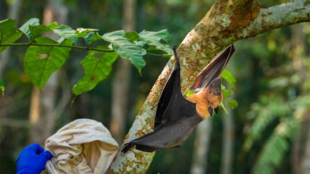 আট বছরে সর্বোচ্চ নিপাহ রোগী, প্রাদুর্ভাবের শঙ্কা