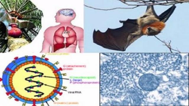 নিপাহ ভাইরাসে আক্রান্ত ১০ জনের মধ্যে ৭ জনের মৃত্যু : আইইডিসিআর