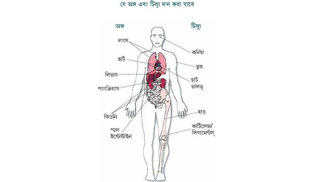 সরকারি নিবন্ধনে মরণোত্তর দেহদান, উদ্বোধন সোমবার