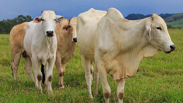 ব্রাজিলে ‘ম্যাড কাউ’ রোগ শনাক্ত, মাংস রফতানি স্থগিত 