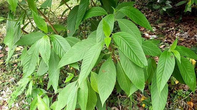 এক পাতায় ১০ রোগমুক্তি