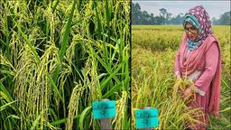 জিঙ্ক সমৃদ্ধ রোগ প্রতিরোধী নতুন ধান উদ্ভাবন