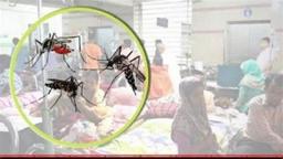 ডেঙ্গুতে একদিনে ৫ জনের মৃত্যু, হাসপাতালে ভর্তি ১৫৯