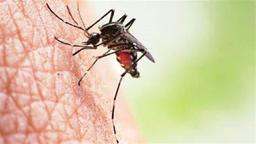 দেশে ডেঙ্গুতে আরও ১ জনের মৃত্যু, আক্রান্ত ২৪৯