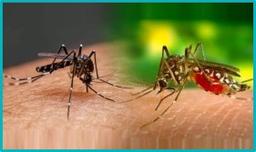 কক্সবাজারে বাড়ছে ম্যালেরিয়া ও ডেঙ্গুর প্রকোপ