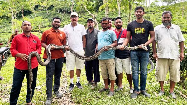 কমলগঞ্জে চা বাগান থেকে ১৪ ফুট লম্বা অজগর উদ্ধার