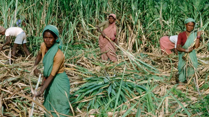 গর্ভাবস্থায়ও ছুটি নেই, জীবিকার জন্য জরায়ু কেটে ফেলেন ভারতের এসব নারী শ্রমিক